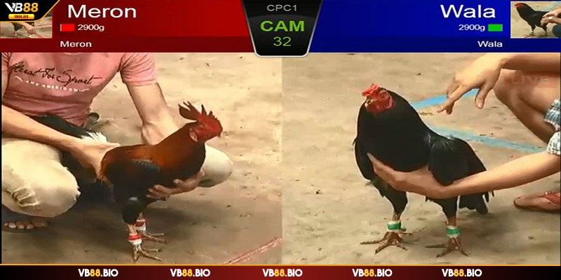 Cần hiểu rõ quy định cá cược trước khi chốt kèo