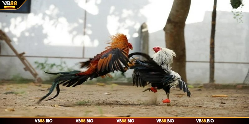 Trang web cung cấp nhiều game đá gà chất lượng đáng theo dõi