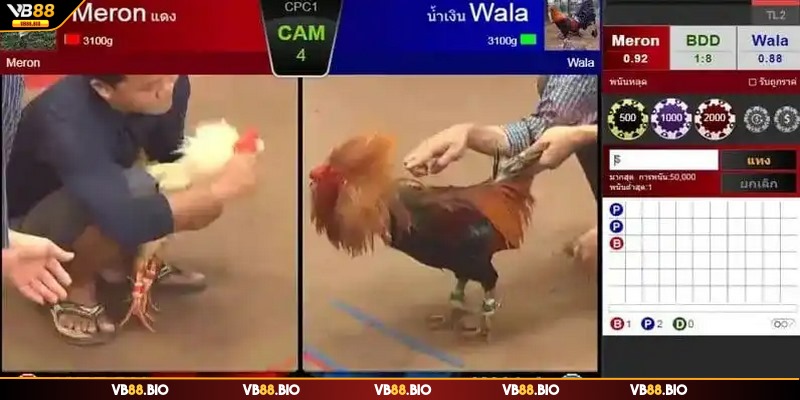 Phân tích kỹ thông tin chọi kê dễ chốt được cửa thắng